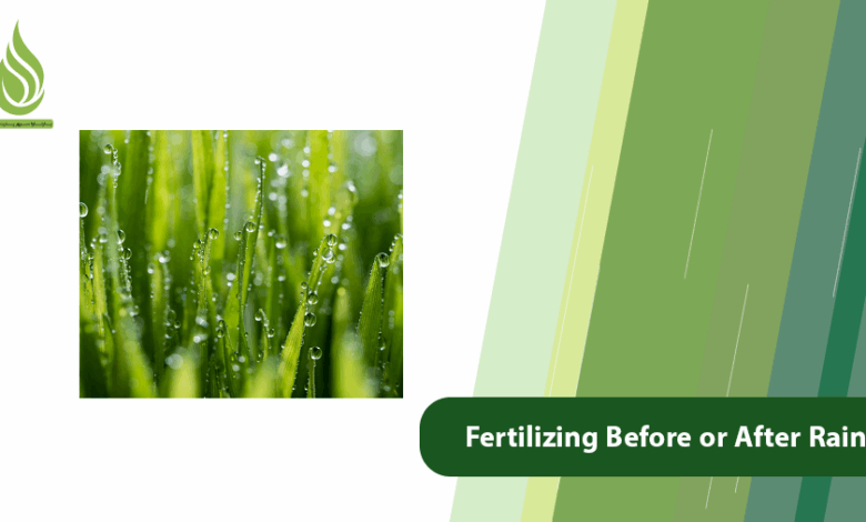 تصویر Fertilizing Before or After Rain: Which Is Better?