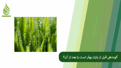تصویر کوددهی قبل از باران یا بعد از باران؟ کدام یک بهتر است؟