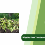 Why Do Fruit Tree Leaves Curl and Twist?