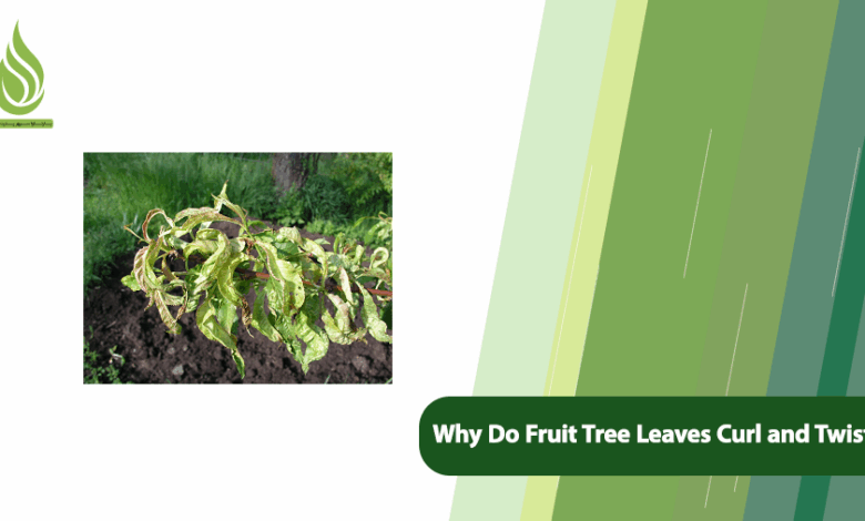 تصویر Why Do Fruit Tree Leaves Curl and Twist (Especially Peach and Citrus Trees)?