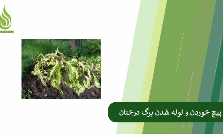 تصویر علت لوله شدن و پیچ خوردن برگ درختان میوه (به ویژه هلو و مرکبات) چیست؟