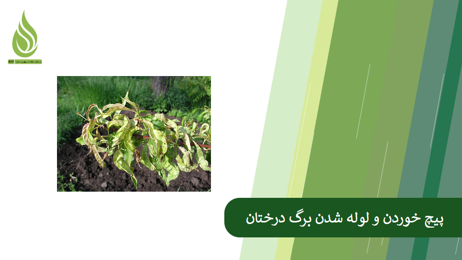 بررسی دلایل پیچ خوردن و لوله شدن برگ درختان