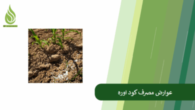 تصویر عوارض مصرف اوره: در این مواقع از کود اوره استفاده نکنید!