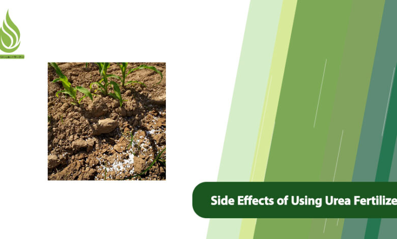 تصویر Side Effects of Using Urea Fertilizer: Avoid It in These Situations!