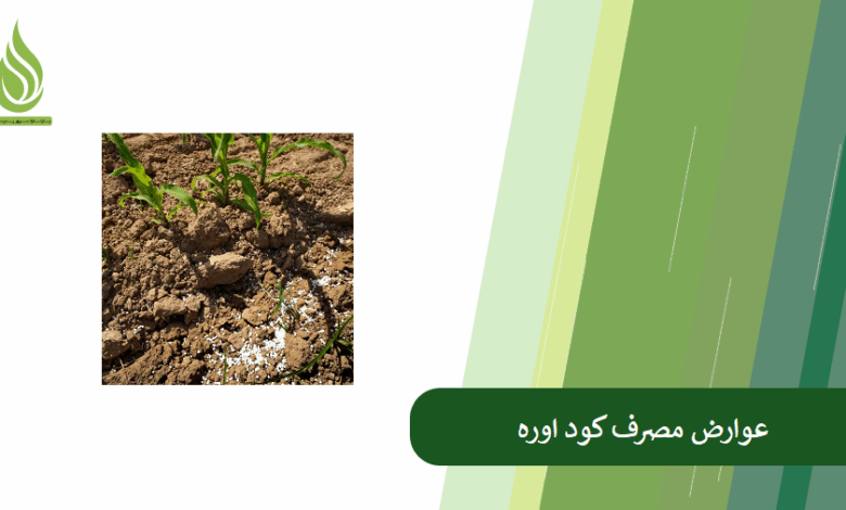 تصویر عوارض مصرف اوره: در این مواقع از کود اوره استفاده نکنید!