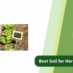 Best Soil for Herbs and Greens
