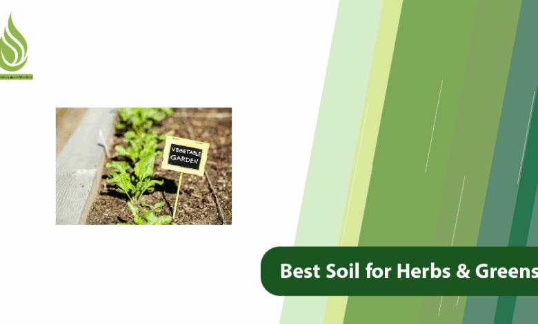 تصویر Best Soil for Growing Fresh Herbs and Greens