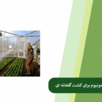 بهترین فرم سولفات آمونیوم برای گلخانه کدام است؟