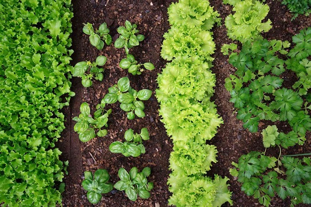Characteristics of Ideal Soil for Fresh Herbs and Greens