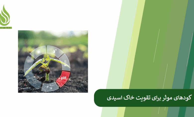 تصویر چگونه خاک اسیدی را با کود مناسب تقویت کنیم؟ راهنمای جامع و کاربردی