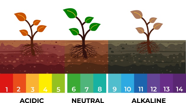Fertilizers and Amendments for Acidic Soil Improvement