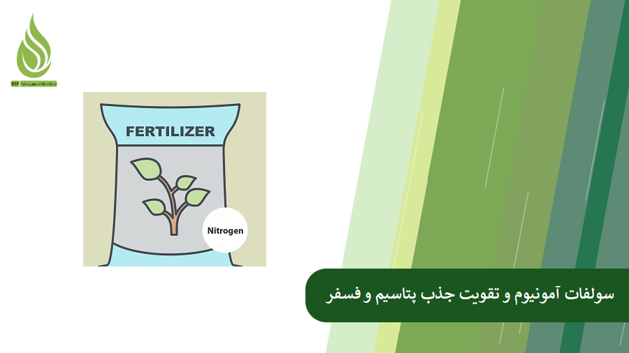 همه چیز درباره سولفات آمونیوم و جذب فسفر