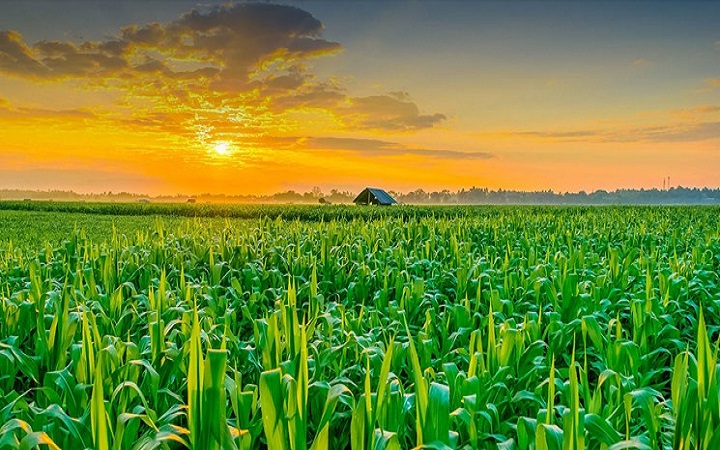 نقش سولفات آمونیوم در جذب فسفر و پتاسیم 3