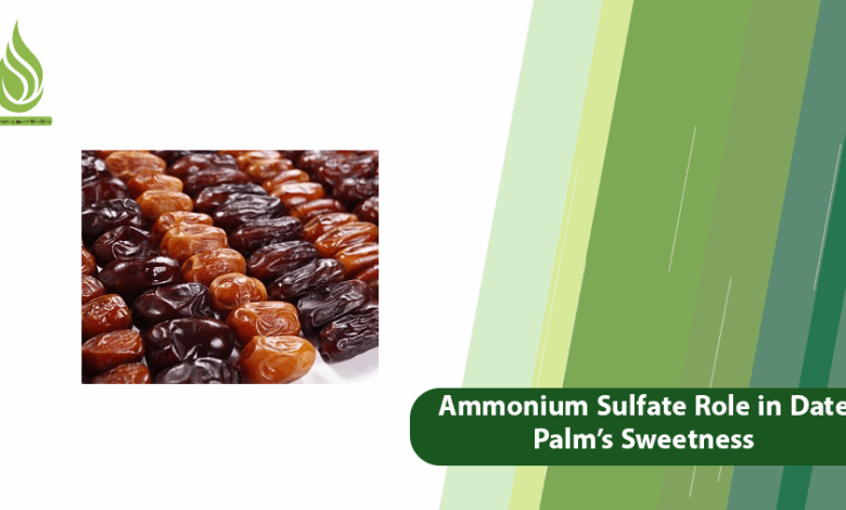 تصویر Ammonium Sulfate Role in Date Palm Fruit’s Quality and Sweetness