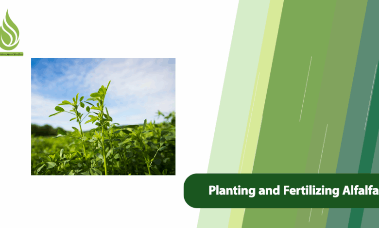 تصویر Comprehensive Guide to Planting and Fertilizing Alfalfa