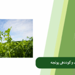 نکات کوددهی و کاشت یونجه