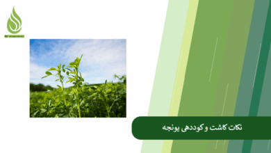 تصویر راهنمای جامع کاشت و کوددهی یونجه: بررسی نکات کلیدی برای بهره وری بیشتر