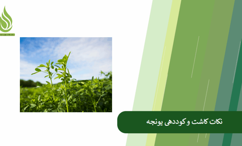 تصویر راهنمای جامع کاشت و کوددهی یونجه: بررسی نکات کلیدی برای بهره وری بیشتر
