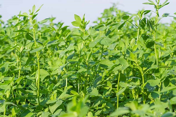 کاشت یونجه