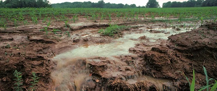 The Crucial Role of Soil Testing in Managing Ammonium Sulfate Use