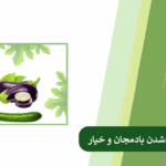 بررسی دلایل تلخی بادمجان و خیار