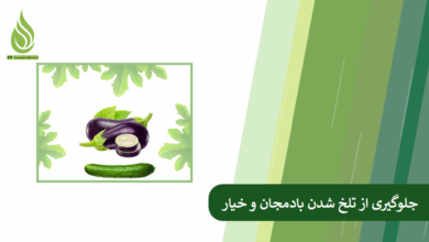تصویر دلایل تلخی خیار و بادمجان و روش های جلوگیری از آن