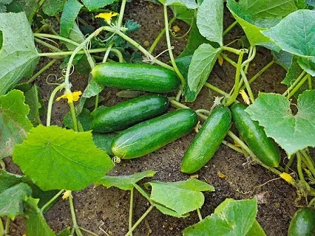 شرایط بد محیطی از عوامل تلخی بادمجان و خیار