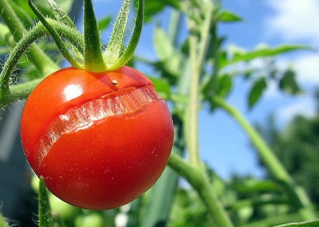 ترک خوردن گوجه فرنگی به دلیل نوسان آبی
