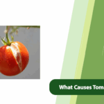 Tomato Cracking