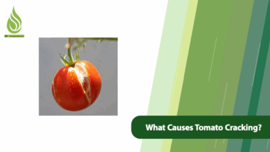 تصویر What Causes Tomato Cracking? Ways to Prevent It