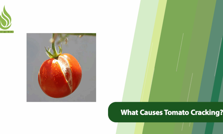 تصویر What Causes Tomato Cracking? Ways to Prevent It