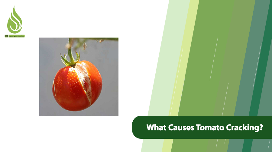 Tomato Cracking