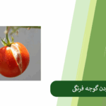 بررسی دلایل ترک خوردن گوجه فرنگی