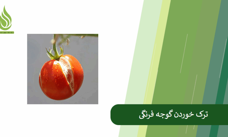تصویر علت ترک خوردن گوجه فرنگی چیست؟ راه های جلوگیری از آن کدامند؟