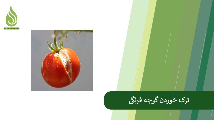 بررسی دلایل ترک خوردن گوجه فرنگی
