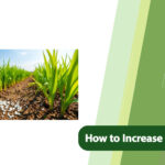Boost Rice Tillering