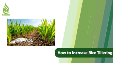 تصویر How to Boost Rice Tillering: Key Tips for Farmers