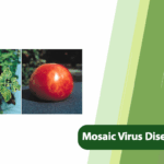 Mosaic Virus