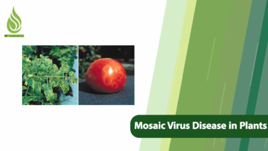 تصویر How to Control Mosaic Virus Disease in Plants Through Proper Nutrition