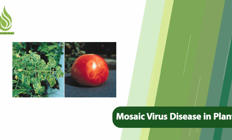 تصویر How to Control Mosaic Virus Disease in Plants Through Proper Nutrition