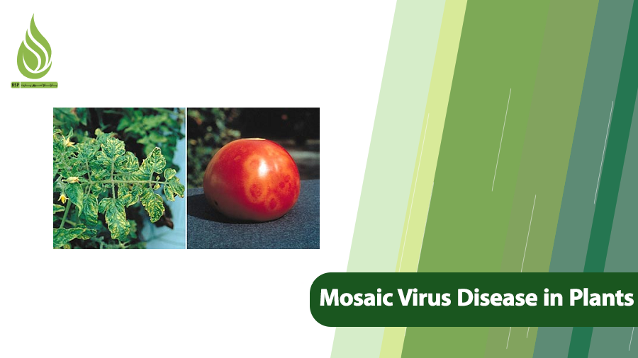 Mosaic Virus