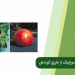 همه چیز درباره ویروس موزاییک