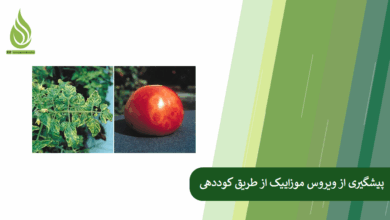 تصویر چگونه با تغذیه صحیح گیاهان، بیماری ویروس موزاییک را کنترل کنیم؟