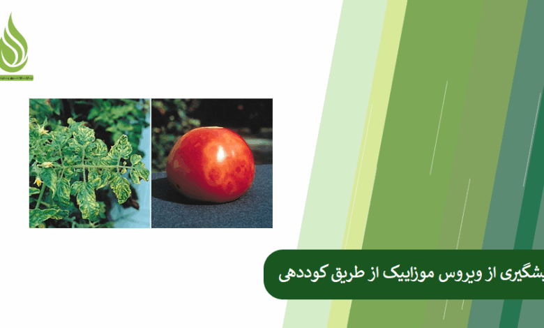 تصویر چگونه با تغذیه صحیح گیاهان، بیماری ویروس موزاییک را کنترل کنیم؟