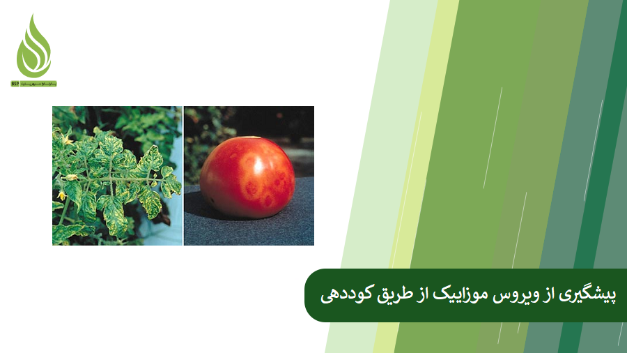 همه چیز درباره ویروس موزاییک