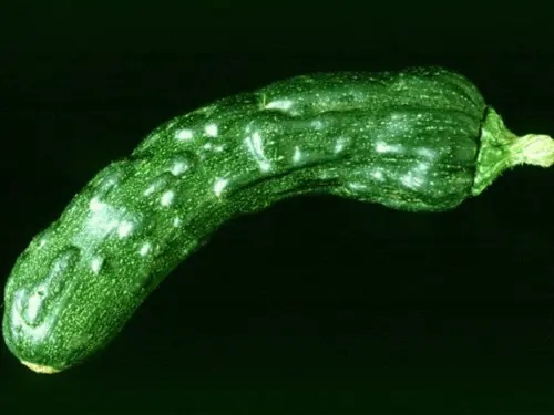 Early Detection of Mosaic Virus and Control Through Fertilization