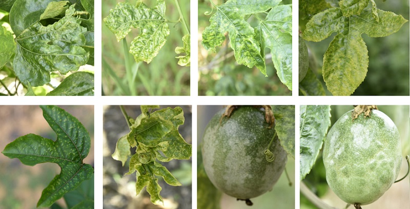 Introducing Mosaic Virus Disease