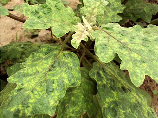 Symptoms of Mosaic Virus