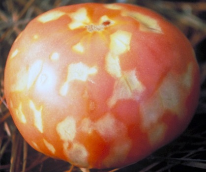 Controlling Mosaic Virus Disease with Proper Plant Nutrition