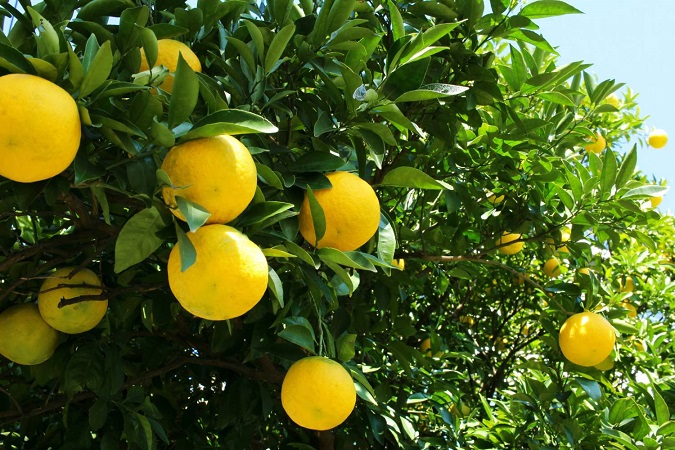 Comparing the Three Nitrogen Fertilizers for Citrus